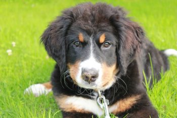 Are Bernese Mountain Dogs Good with Kids?