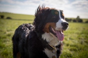 Can a Bernese Mountain Dog Live in An Apartment?