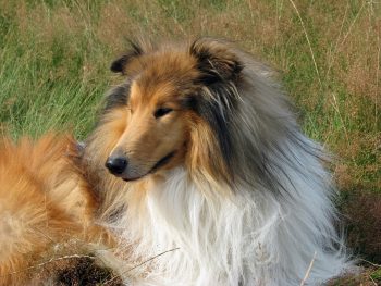 Are Collies Safe in Cold Weather?