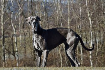 Are Great Danes Safe in Cold Weather?
