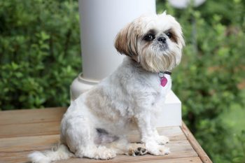 Are Shih Tzu Safe in Cold Weather?
