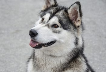 Ideal Diet for Alaskan Malamutes – The Ultimate Alaskan Malamute Feeding Guide