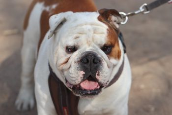 Are Bulldogs Good with Kids?