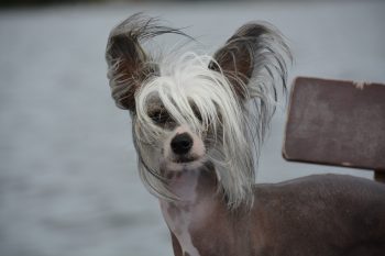 How Often Do You Need a Groom a Chinese Crested?
