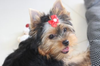 What’s The Best Age to Spay a Female Yorkie?