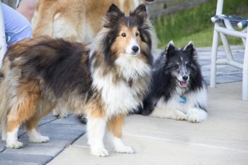 What’s The Best Age to Spay a Female Sheltie?