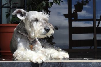 What’s The Best Age to Neuter a Male Schnauzer?