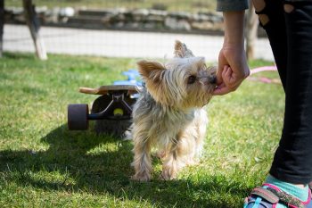 Ideal Diet for Yorkies – The Ultimate Yorkie Feeding Guide