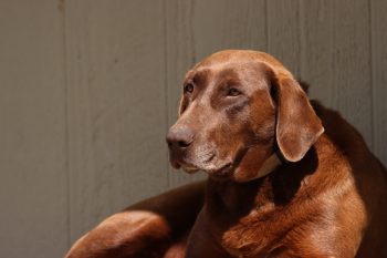 How Often Do You Need a Groom a Lab