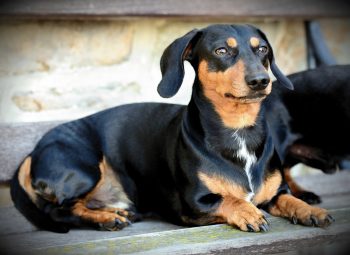 What’s The Best Age to Neuter a Male Dachshund?