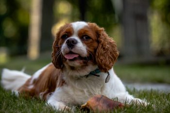 How Much Does a Cavalier Bark?