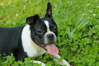 What’s The Best Age to Neuter a Male Boston Terrier?