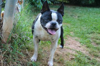 How Much Does a Boston Terrier Bark?
