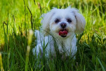 How Often Do You Need a Groom a Bichon Frise?