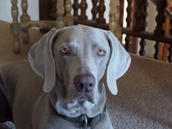 Can a Weimaraner Live in An Apartment?