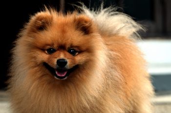 What’s The Best Age to Neuter a Male Pomeranian?