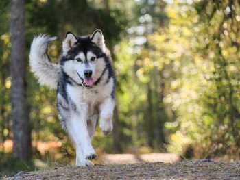 How Often Do You Need a Groom a Alaskan Malamute?