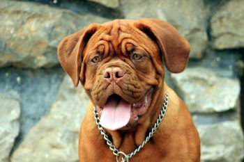 What’s The Best Age to Spay a Female Dogue De Bordeaux?