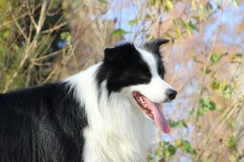 Are Border Collies Safe in Cold Weather?