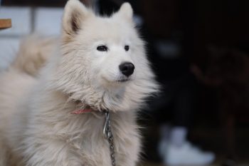 Are Samoyeds Good with Kids?