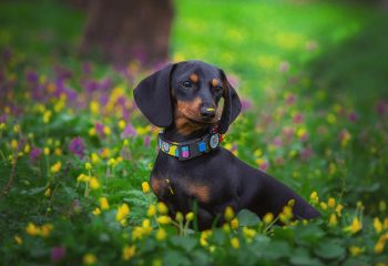What’s The Best Age to Spay a Female Dachshund?