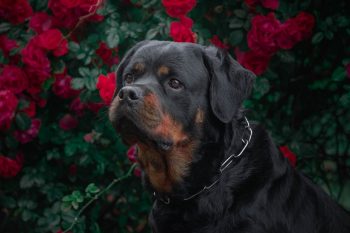 What’s The Best Age to Spay a Female Rottweiler?