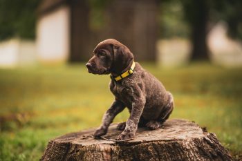 Are German Shorthaired Pointers Good with Kids?