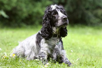 How Much Does a Cocker Spaniel Bark?