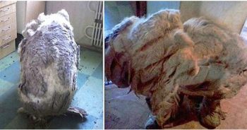 They Found A Dog ‘Alone’ In Kitchen, ‘Relieved After 4-Trash Bags Of Fur Were Shaved Off