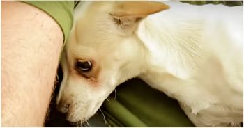 Chihuahua Looked For A Safe Spot With The Only Man Who Gave Him A Loving Chance