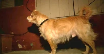 Quiet Rescue Dog Started Barking At Wall 1-Day, Owner Grabbed Him & Runs