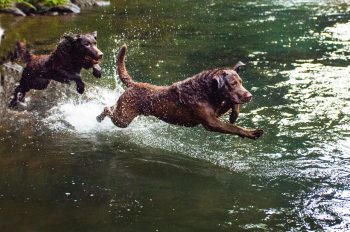 How Often Do You Need a Groom a Chesapeake Bay Retriever?