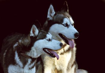 What’s The Best Age to Neuter a Male Husky?