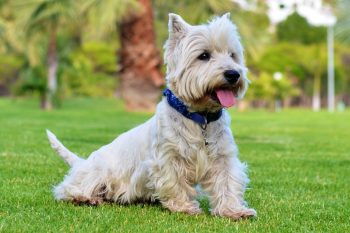 How Much Exercise Does a Westie Need?