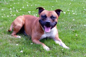 Can a Staffordshire Bull Terrier Live in An Apartment?