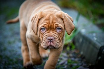 How Much Does a Dogue De Bordeaux Bark?