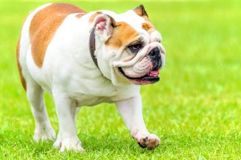 What’s The Best Age to Spay a Female Bulldog?