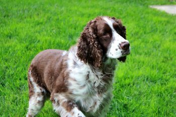 Can an English Springer Spaniel Live in An Apartment?