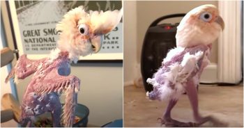 Featherless Bird Finds Her Groove, ‘Dances To The Beat Of Her Own Drum’