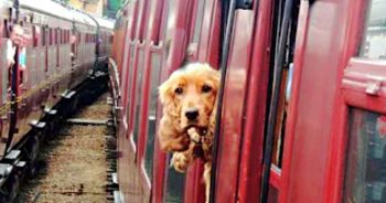 Dog Pried Open Train Doors To Run Back To Woman Who Rejected Her