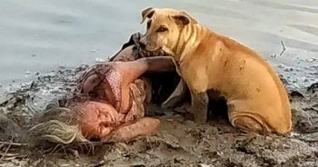 Stray Stood Over Old Blind Woman Laying On Riverbed, Awaiting Help