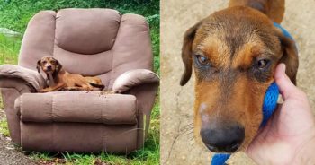 Puppy Stayed In Trashed Recliner, Confident His Owner Would Reappear