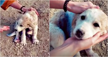 Traveling Couple Finds Puppy On A Mountain Covered In Blue Spray Paint