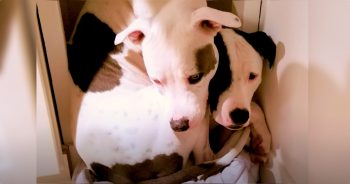 Separated Pit Bull Will Not Part With His Long-Lost Brother Ever Again