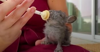 World’s Tiniest Bunny Thumps His Teensy Feetsies Every Time He’s Fed