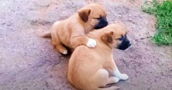Puppy Consoles His Paralyzed Brother After Their Mother Left Them Both