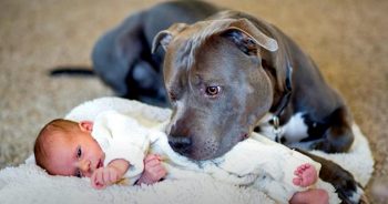 Pup Disliked Affection But Couldn’t Rebuff Baby Nor Her Undeniable Charm