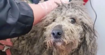 Guy Met Dog With Knotted Hair Covering His Body Like A 4-Lb Piece Of Cloth