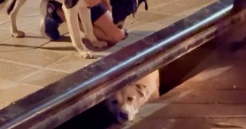 Folks Hear Stray Yelping By Sewer, Peer Down & His Buddy’s Trapped Below