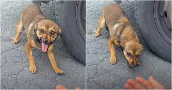 Stray Screams As Woman Puts Her Hand Out And Cowers To The Ground